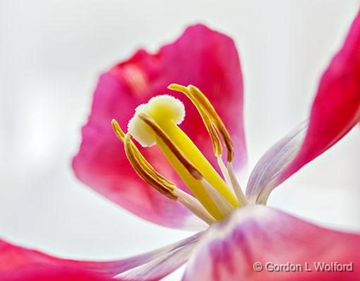 Wilting Tulip_P1240568-70.jpg - Photographed at Smiths Falls, Ontario, Canada.